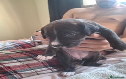 Mixed Breed dogs for sale: 2 boy 2 girls springer mixed with staff puppys - Image 16