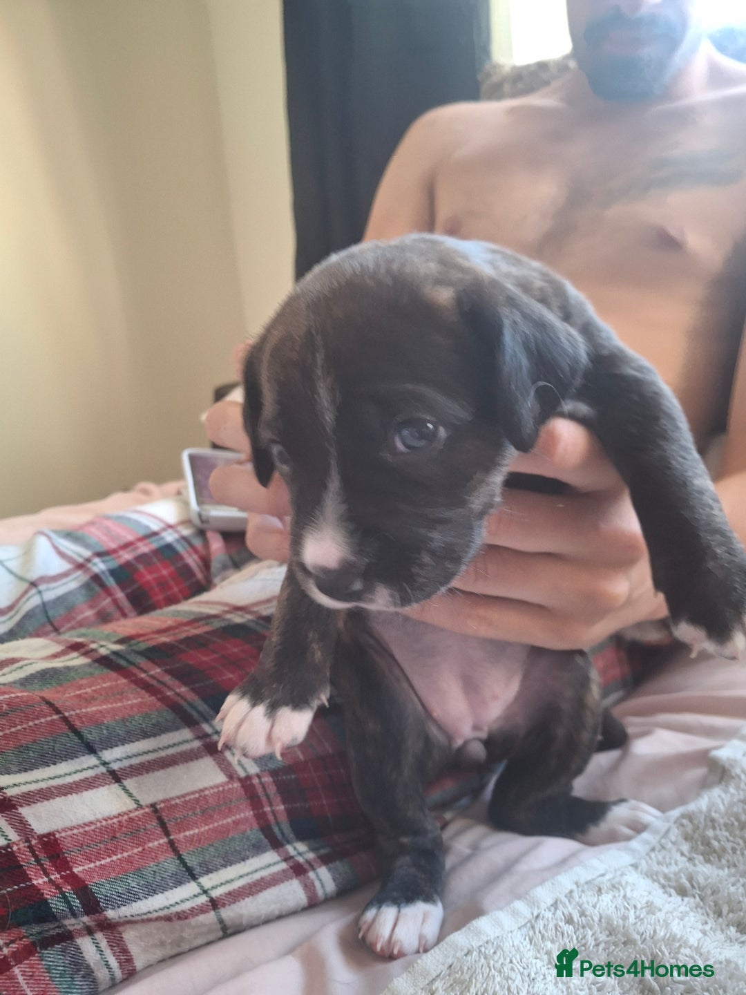 Mixed Breed dogs for sale: 2 boy 2 girls springer mixed with staff puppys - Image 16