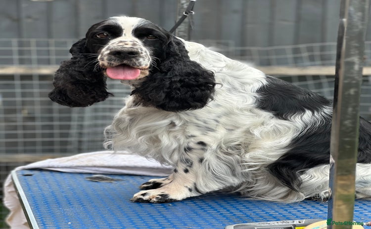 English Springer Spaniel dogs - Advert 4