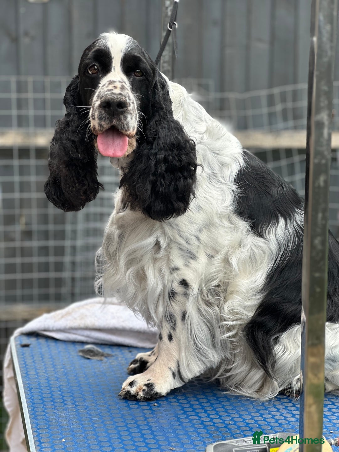 English Springer Spaniel dogs for sale: Show Bred English Springer 7 years old - Image 1