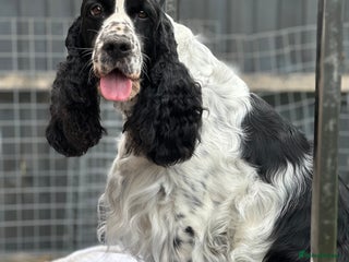 English Springer Spaniel dogs - Advert 20