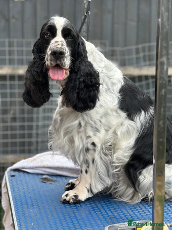 English Springer Spaniel dogs - Advert 16