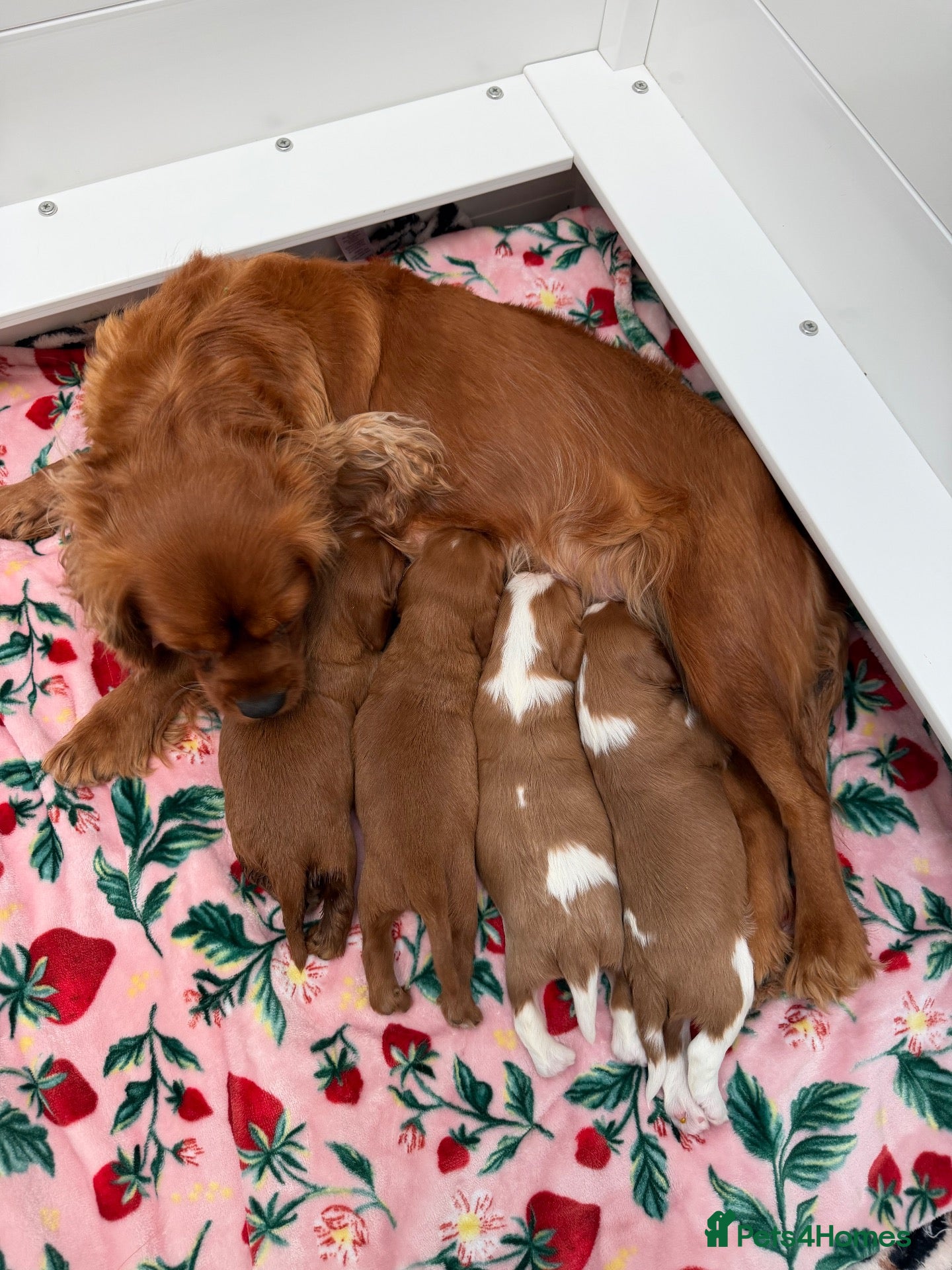 Cavalier King Charles Spaniel dogs Beautiful Cavilier King Charles spaniel puppies - Advert 3