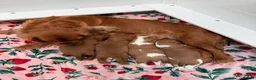 Cavalier King Charles Spaniel dogs for sale: Beautiful Cavilier King Charles spaniel puppies - Advert 1