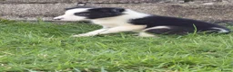 Border Collie dogs for sale: Border collie puppies tris + b/w - Advert 24