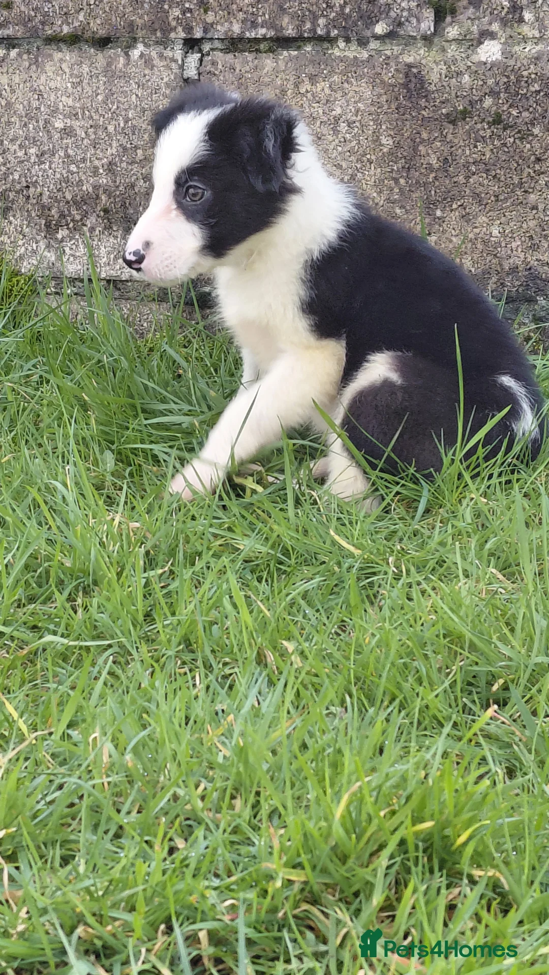Border Collie dogs for sale: Border collie puppies tris + b/w - Advert 24