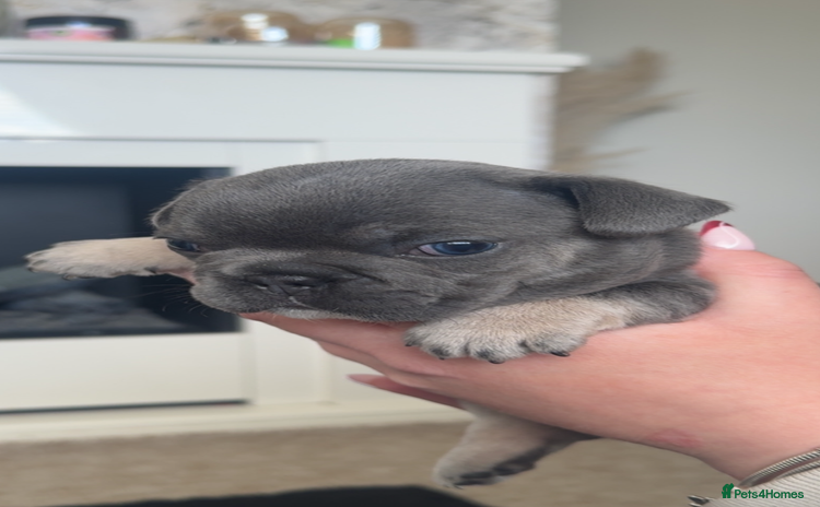 French Bulldog dogs - Advert 15