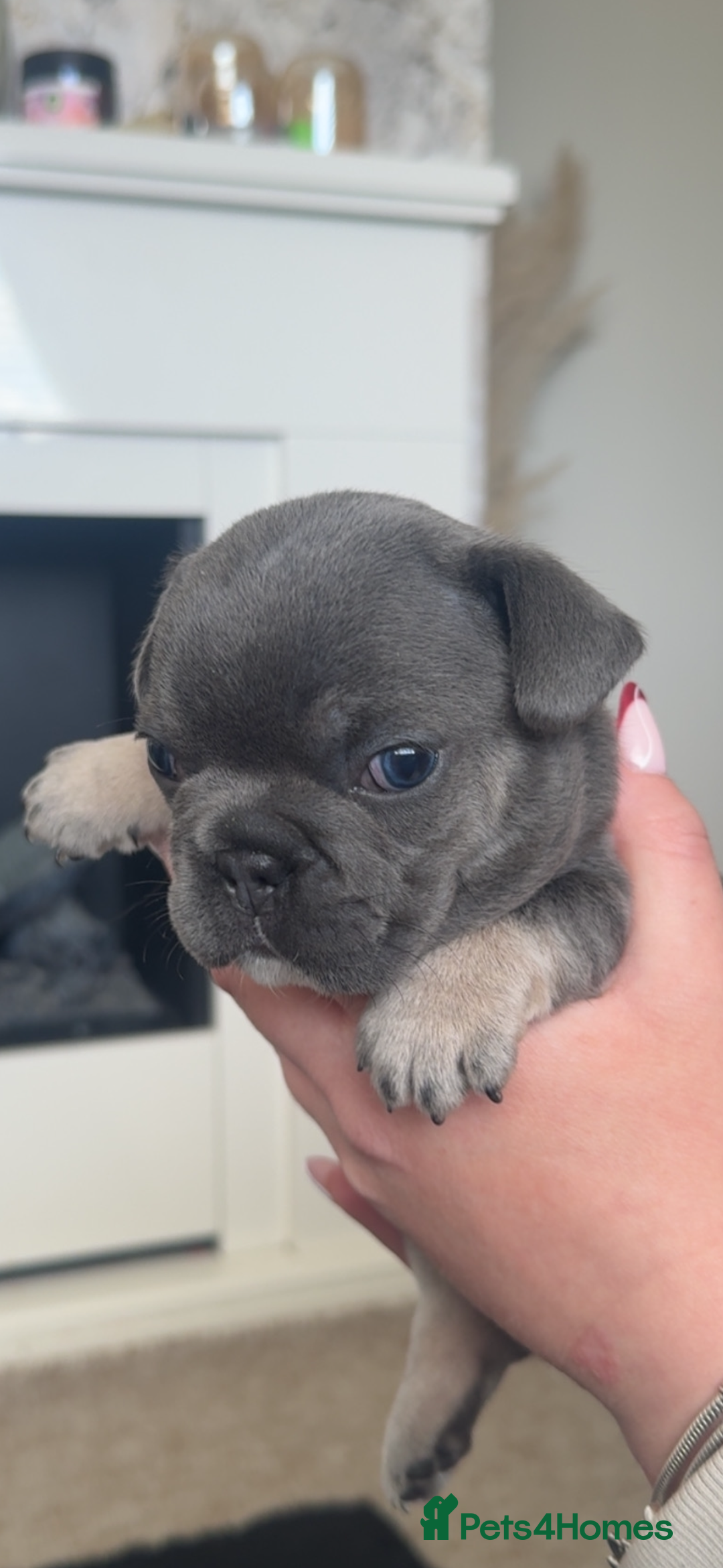 French Bulldog dogs for sale: French bulldog puppy’s  - Image 1