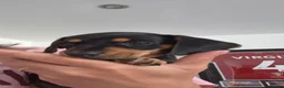 Dachshund dogs for sale: Amazing Dachshund Puppies FOR SALE - Advert 11