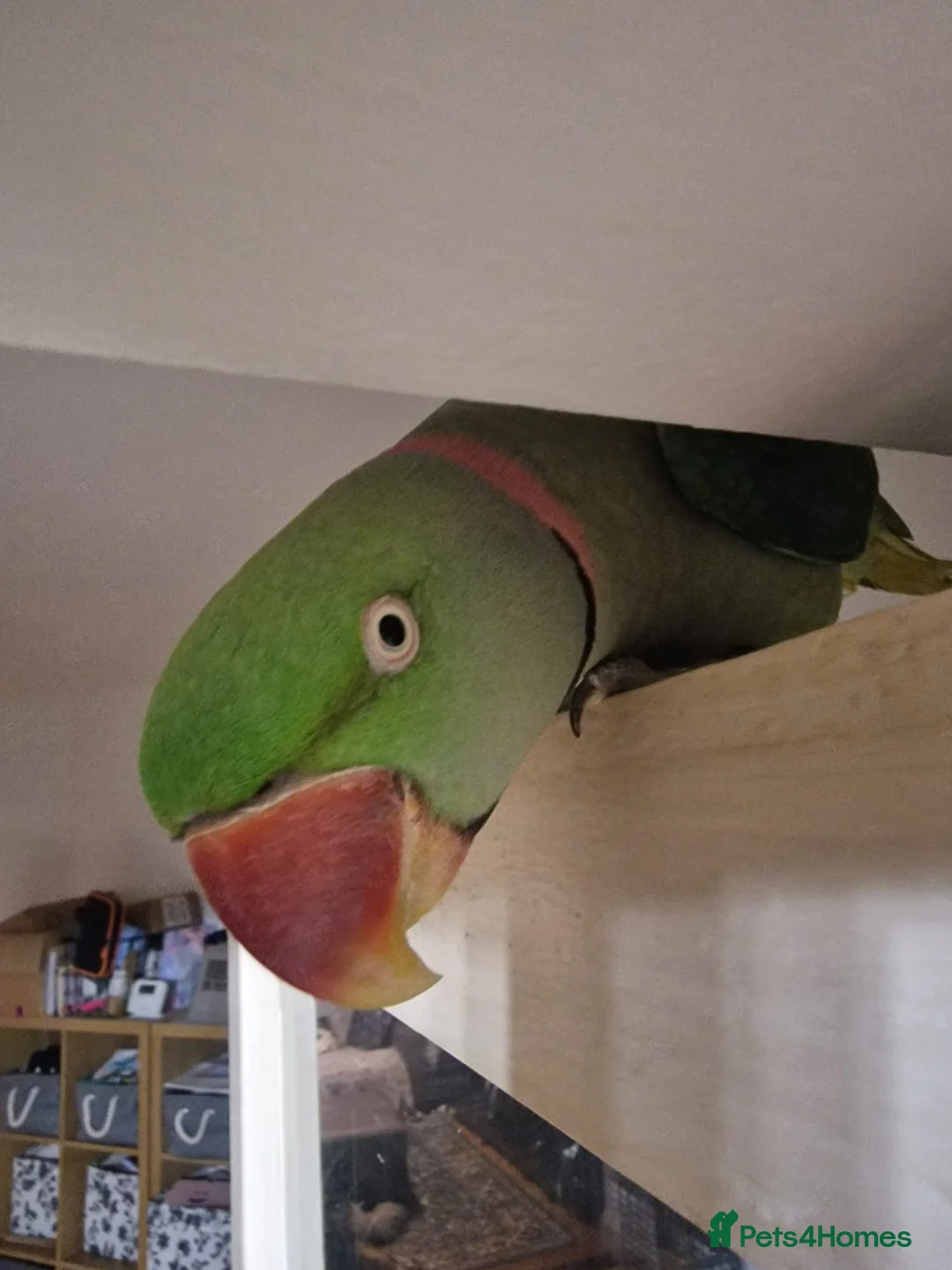 Parrots birds for sale: Male Alexandrine Parrot for Rehoming - Advert 2