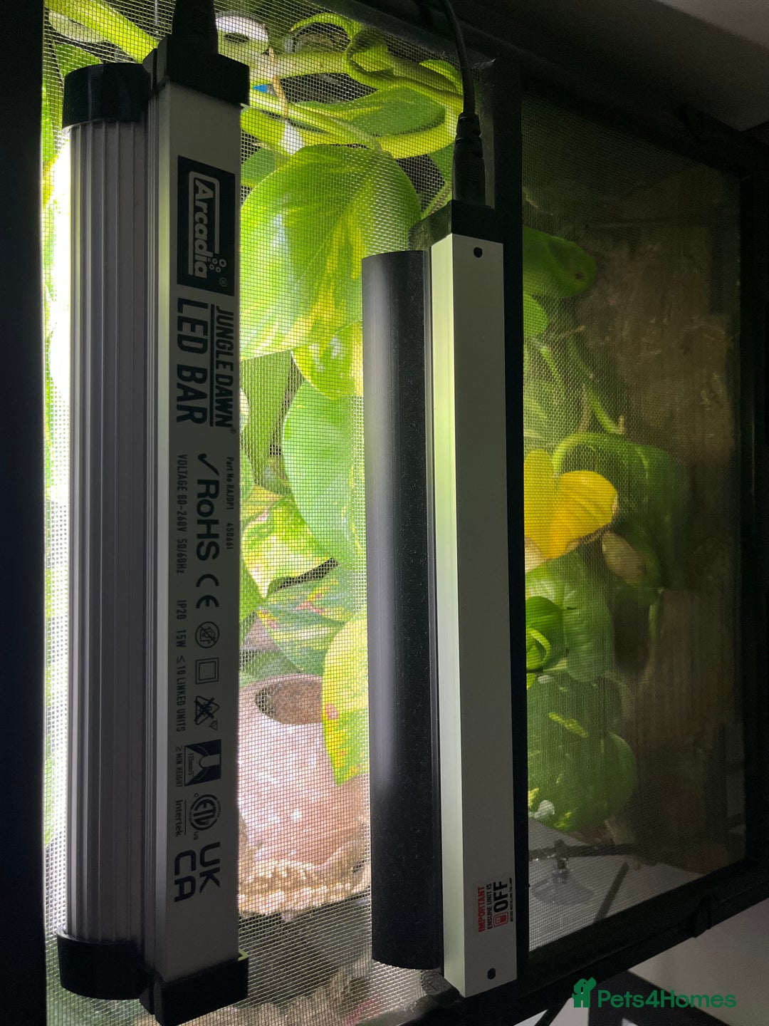 Gecko reptiles for sale: Male Crested Gecko and Terrarium - Image 6