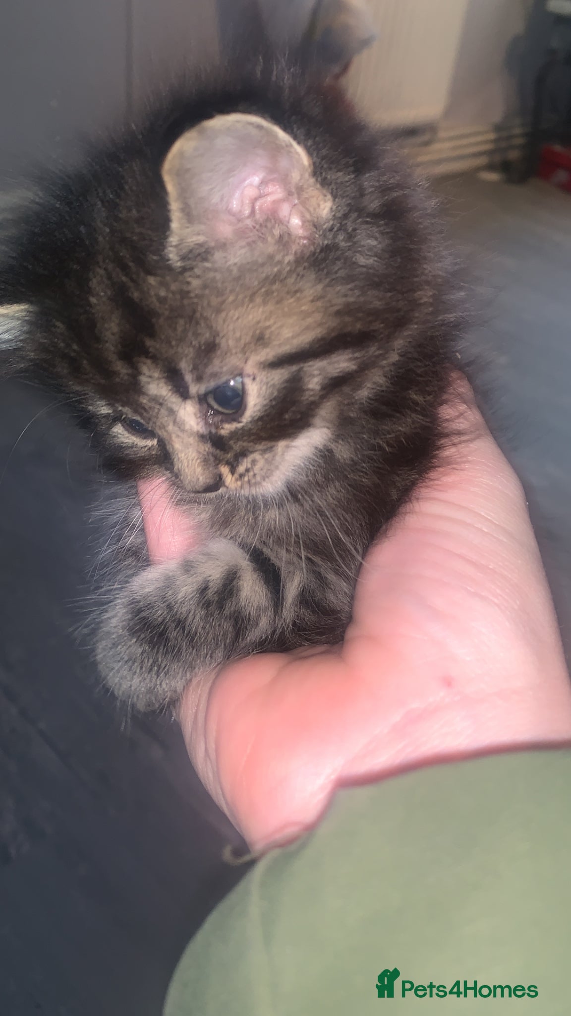 Mixed Breed cats Kittens - Advert 2