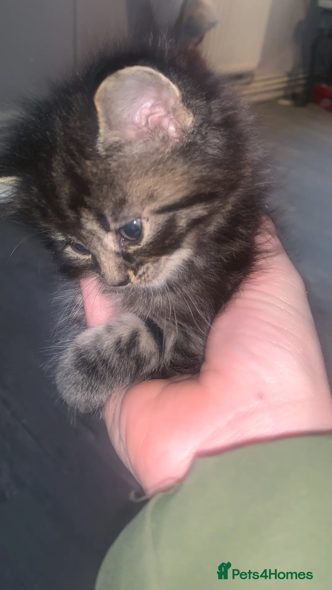 Mixed Breed cats for sale: Kittens - Advert 1