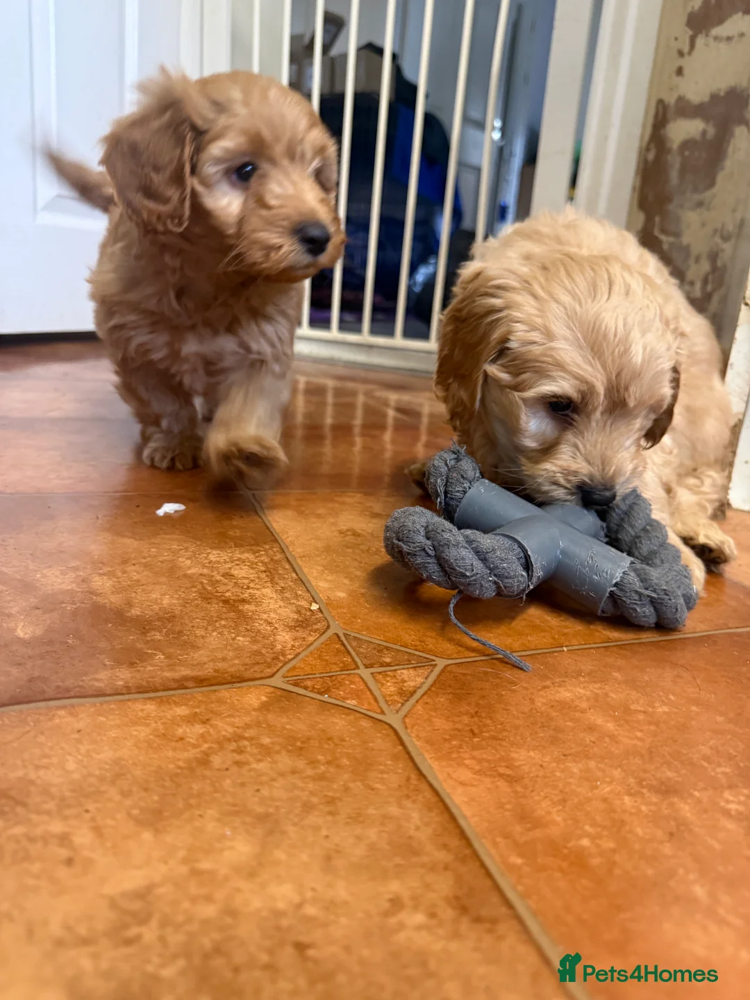 Cockapoo dogs for sale: Beautiful Health Tested Cockapoo Puppies - Advert 12