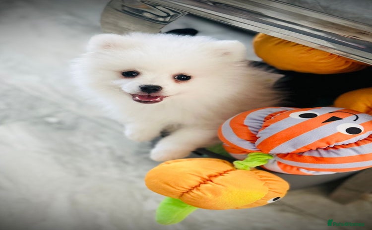 Pomeranian dogs - Advert 3