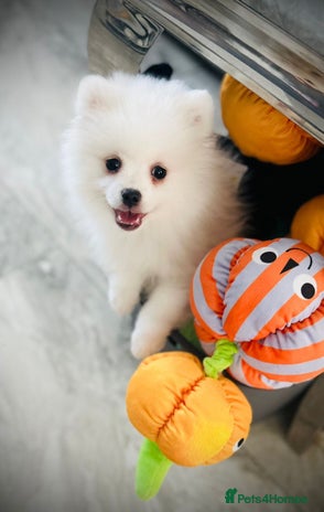 Pomeranian dogs - Advert 3