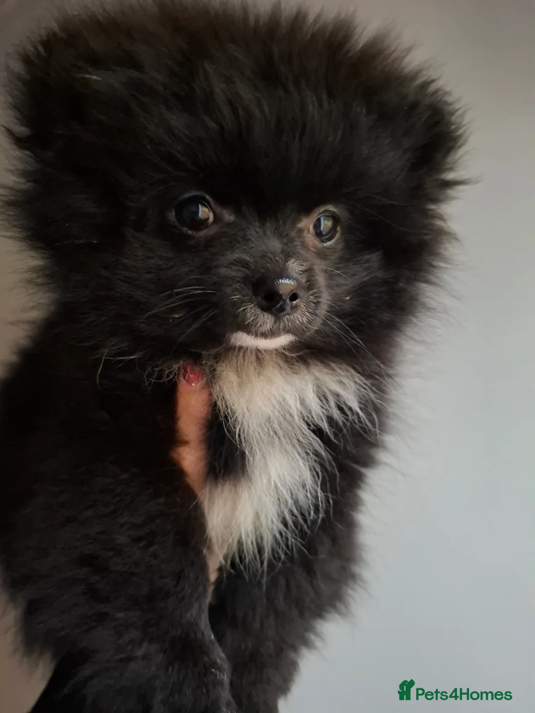 Pomeranian dogs for sale: Ready to travel to new home 🏡  - Advert 12