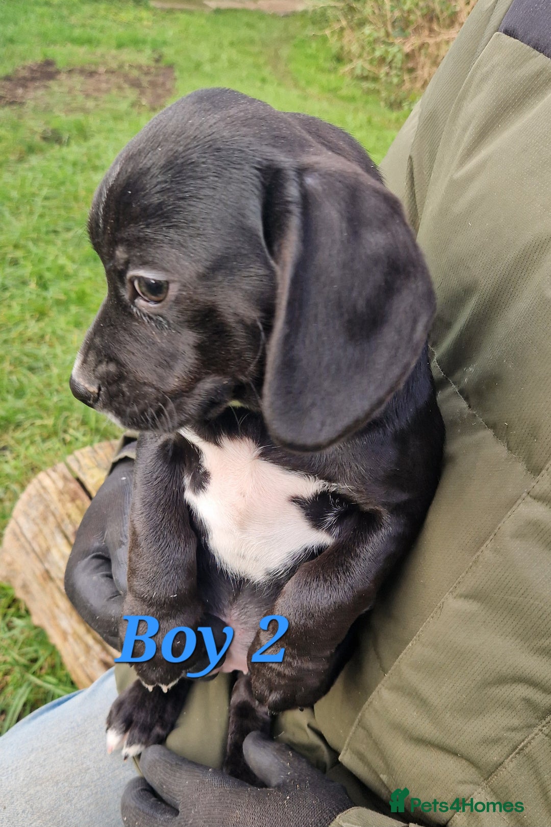 Bocker dogs for sale: Beautiful Bocker puppies - Advert 13