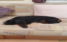 Dachshund dogs for sale: 3/4 Dachsunds  - Image 20
