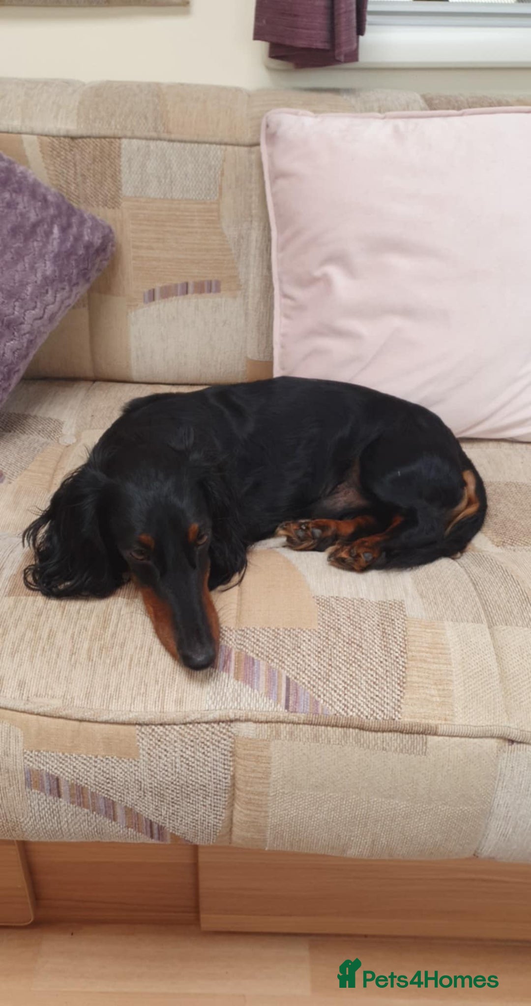 Dachshund dogs for sale: 3/4 Dachsunds  - Image 20