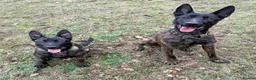 Belgian Shepherd Dog dogs for stud: Dutch herder shepherd for stud - Advert 2