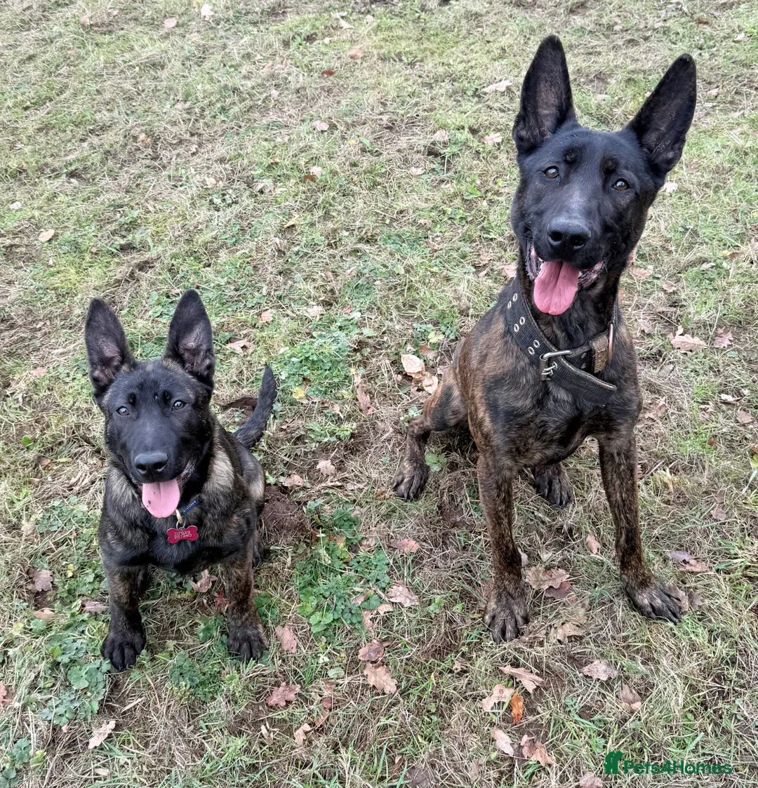 Belgian Shepherd Dog dogs for stud: Dutch herder shepherd for stud - Advert 2