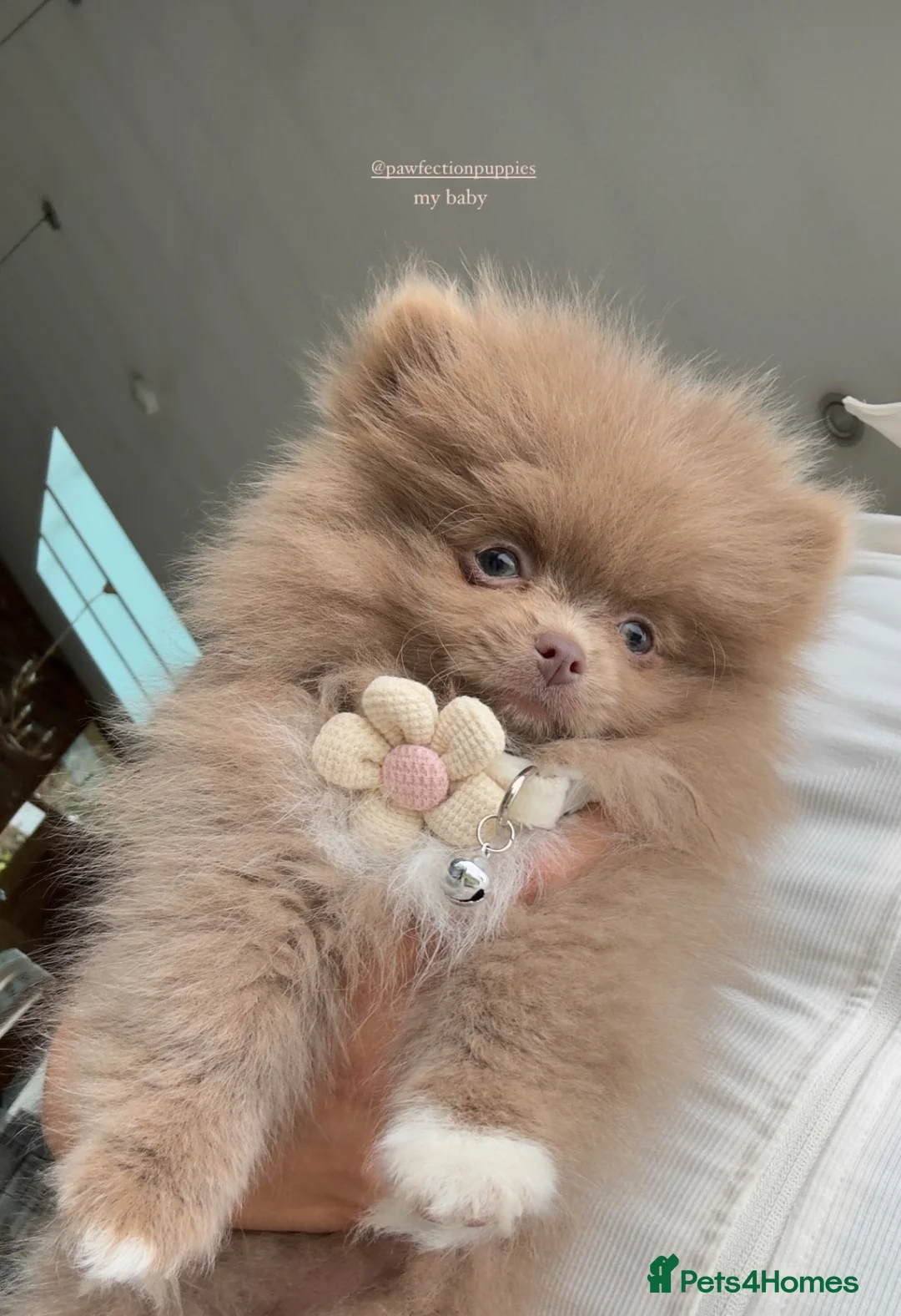 Pomeranian dogs for stud: 🏆 LOTS of champion lines, tiny teddy bear 🧸 in Leeds - Advert 39