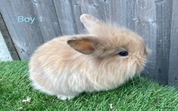 Mini Lion Lop rabbits for sale: Adorable Mini Lion Lops available for Loving Homes - Image 5