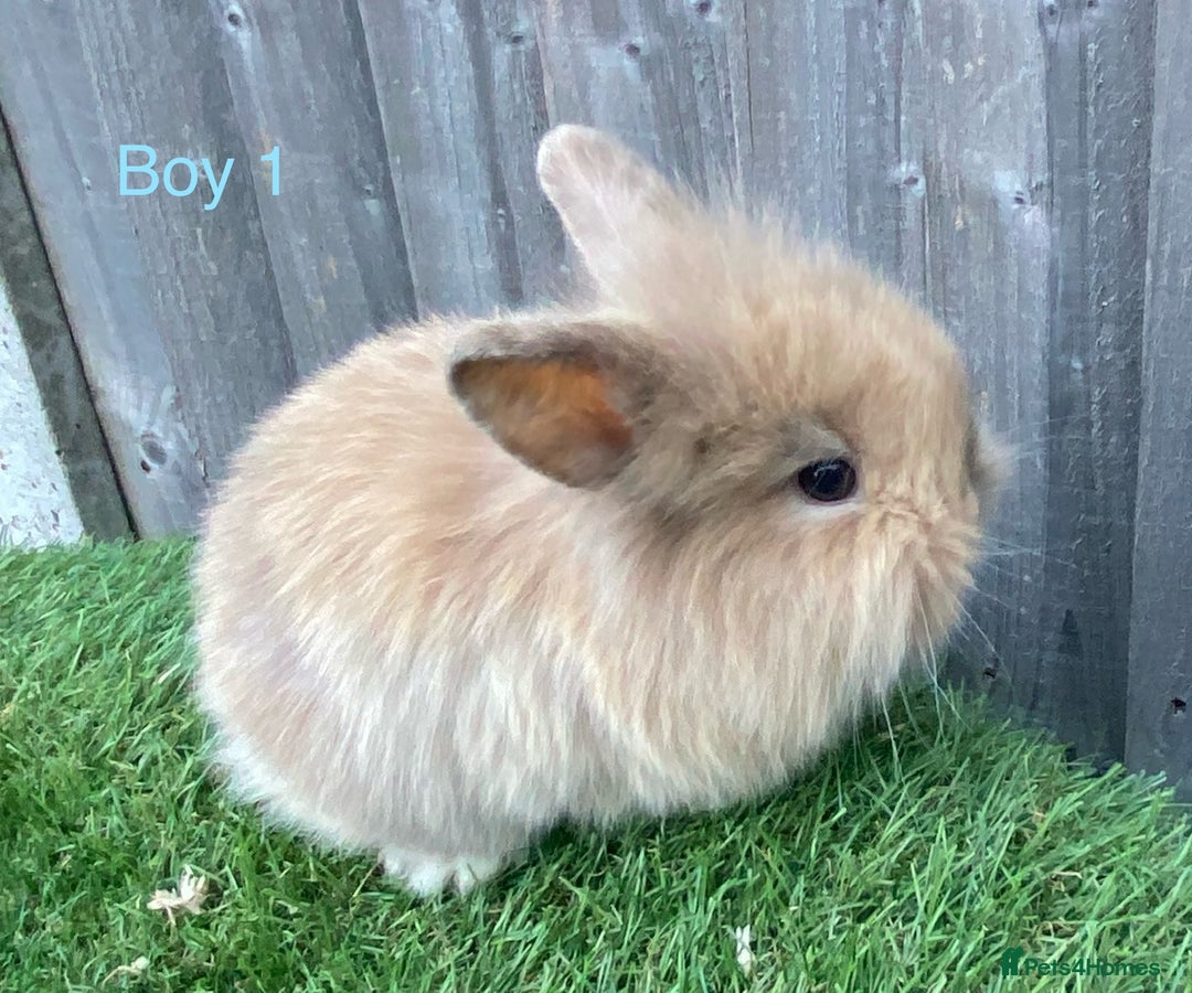Mini Lion Lop rabbits for sale: Adorable Mini Lion Lops available for Loving Homes - Image 5