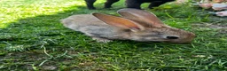 Continental Giant rabbits for sale: 4 mail continental Giants in Canterbury - Advert 12