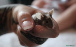Mouse rodents for sale: Friendly mouse for adoption  - Image 1