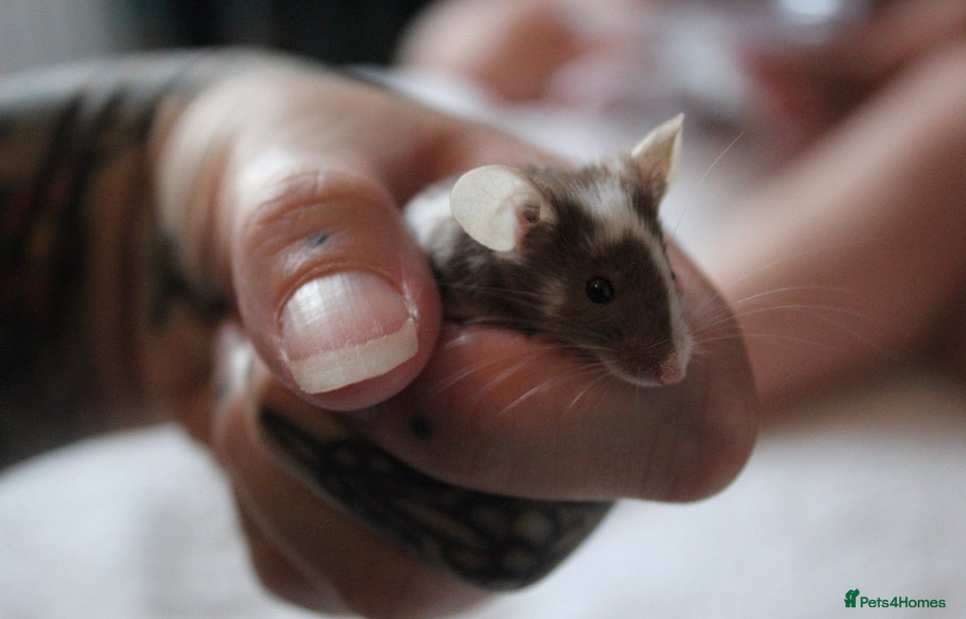 Mouse rodents for sale: Friendly mouse for adoption  - Image 1