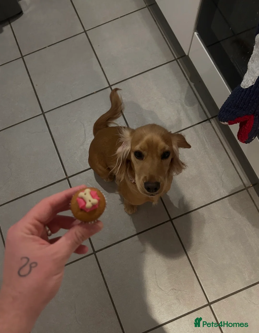 Cocker Spaniel dogs for sale: Beautiful Litter of Cocker Spaniel Puppies - Advert 2