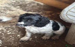 Sprocker dogs for sale: Cocker  - Image 5