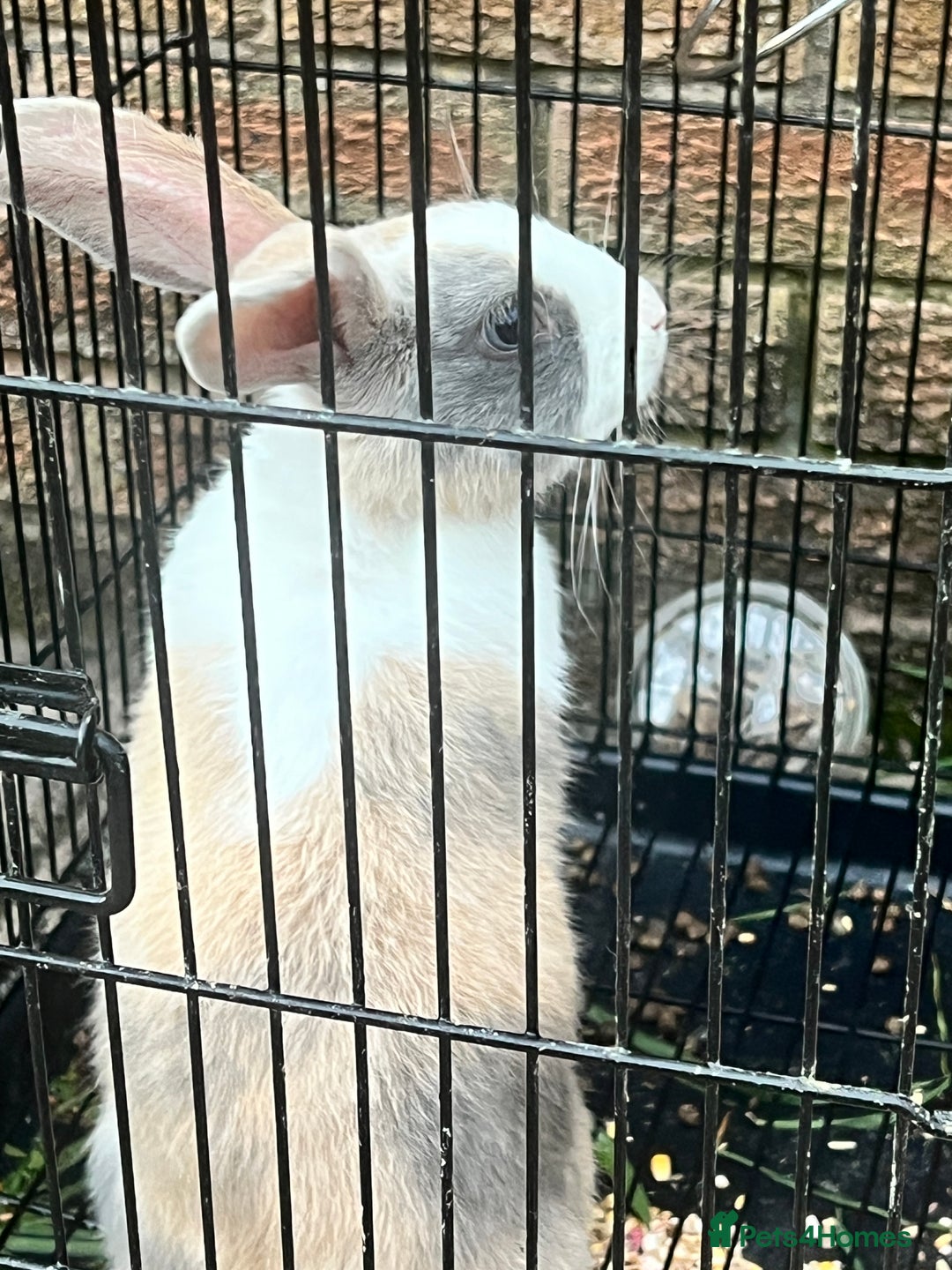 Beveren rabbits for sale: Two lovely rabbits looking for a new home  - Image 3