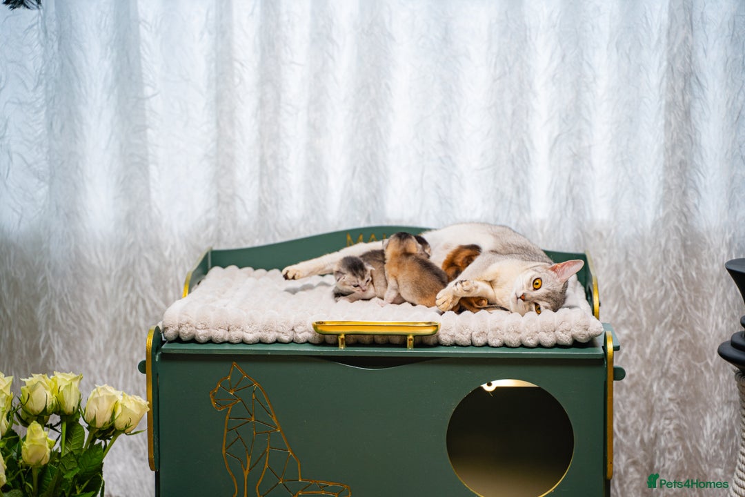 Abyssinian cats for sale: Silver Black Abyssinians-Champion TICA pedigree - Image 14