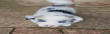 Border Collie 1