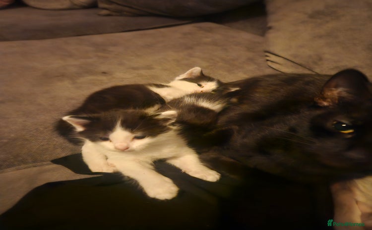 Mixed Breed cats - Advert 3