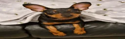Miniature Pinscher dogs for sale: Female Miniature Pinscher 18 Months – Show Quality - Advert 6