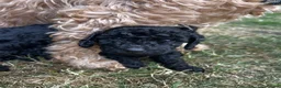 Cockapoo dogs for sale: Cockapoo .. Gorgeous jet black cockapoo puppies. - Advert 4