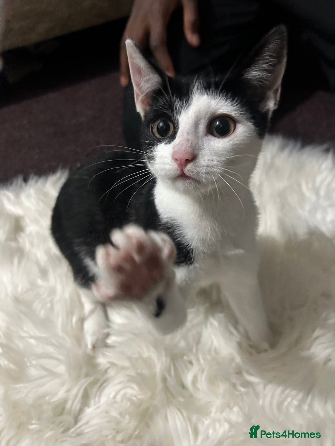 Toyger cats for sale: 3 beautiful toyger kittens ready to go!  - Advert 2