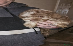 Cockapoo dogs for sale: 8 gorgeous cockapoo puppies - Advert 13