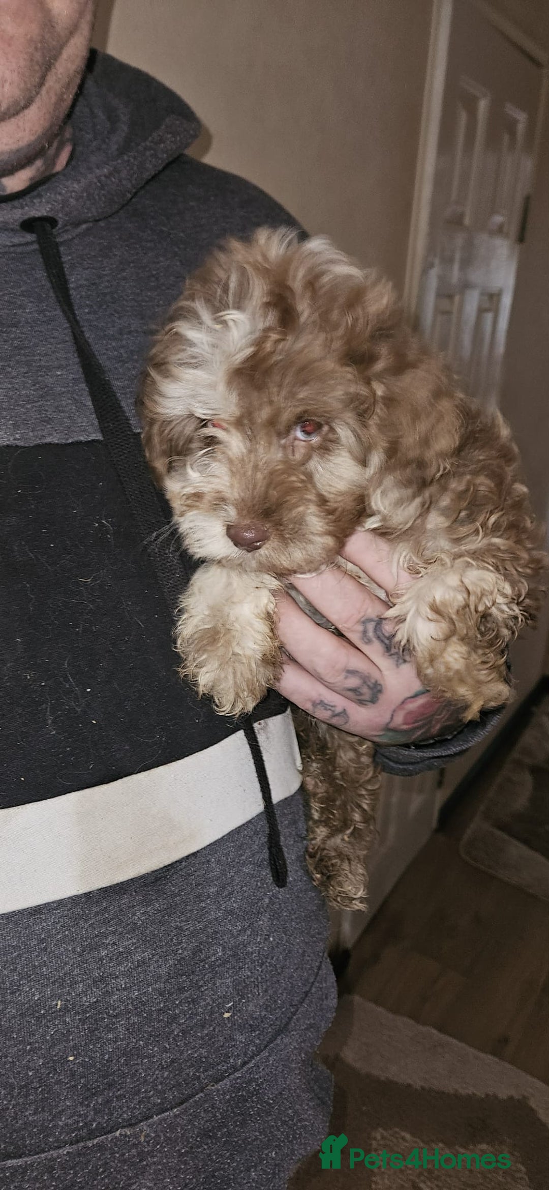 Cockapoo dogs for sale: 8 gorgeous cockapoo puppies - Advert 13