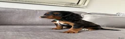 Cocker Spaniel dogs for sale: Beautiful tri coloured cocker spaniel pups   - Advert 39