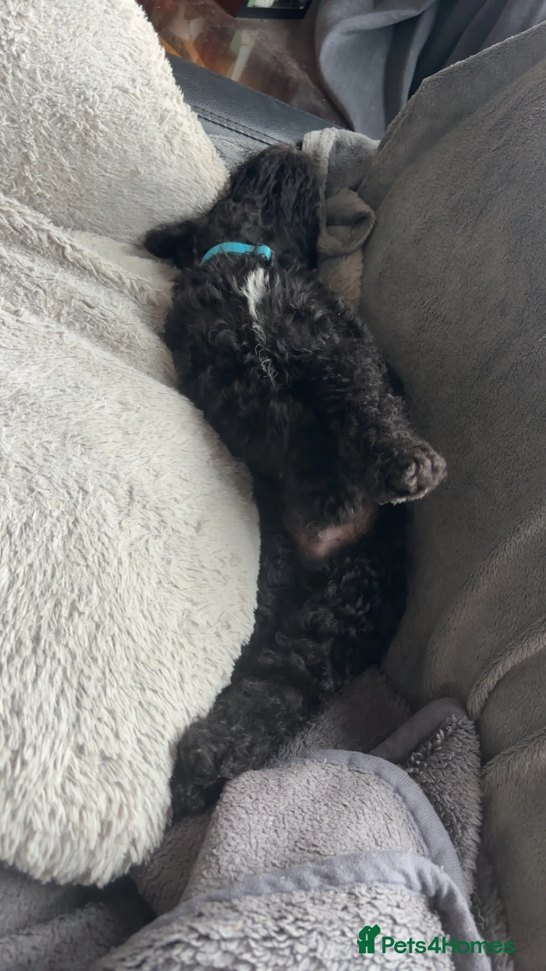 Bedlington Terrier dogs for sale: Bedlington terrier puppies  - Advert 13