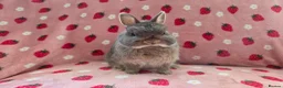Netherland Dwarf rabbits for sale: Very tame ☆ Blue Otter Netherland Dwarf 💗Doe💗 - Advert 3
