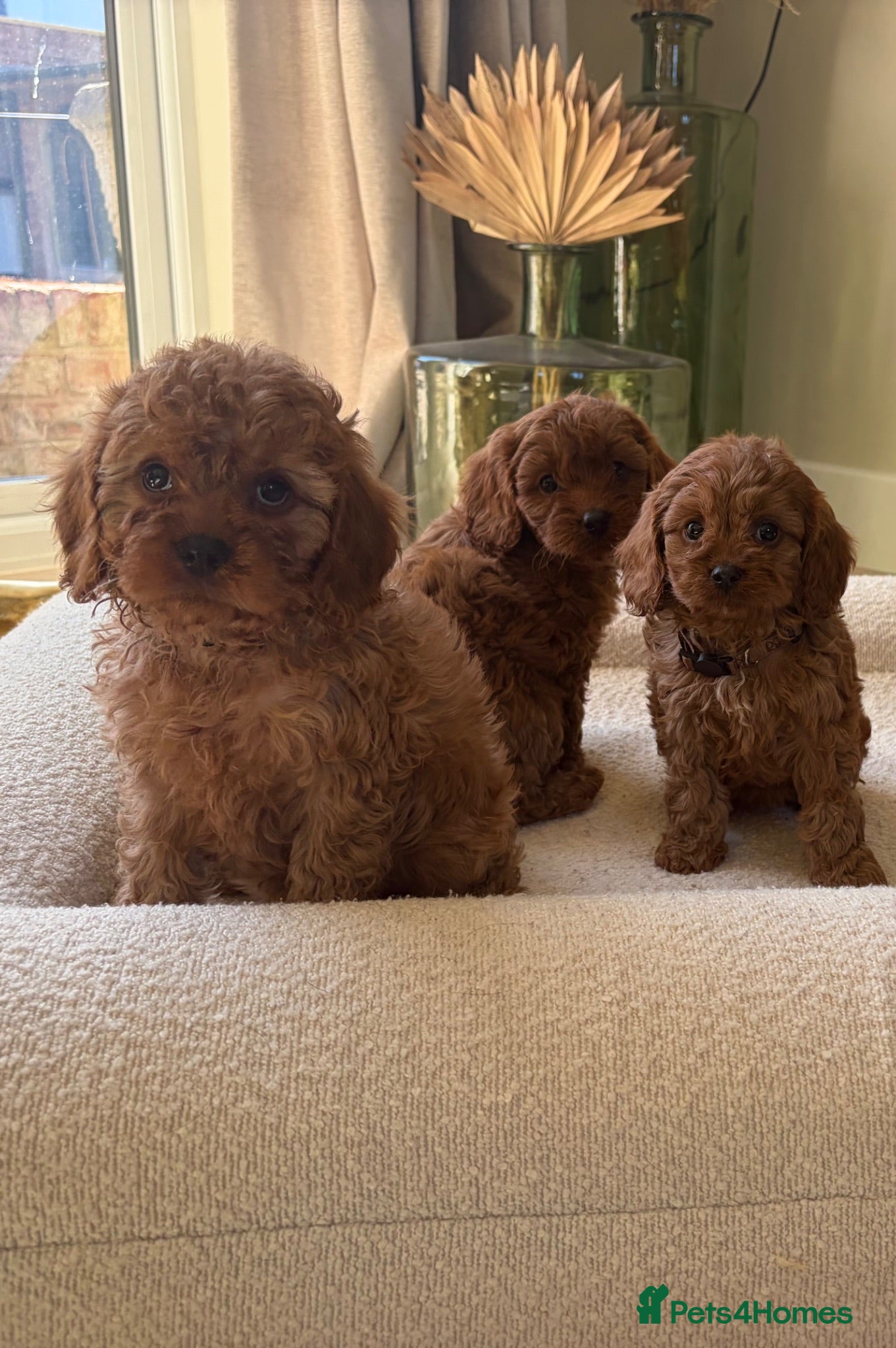 Cavapoo dogs Dark red F1 cavapoo pups  - Advert 4