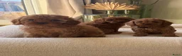 Cavapoo dogs for sale: DNA tested Dark red F1 cavapoo pups  - Advert 14