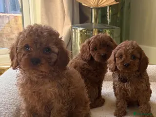 Cavapoo dogs Dark red F1 cavapoo pups - Advert 1