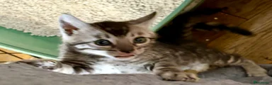Bengal Kitten 4